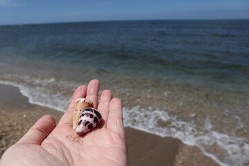 holding shell in hand design for abundance concept