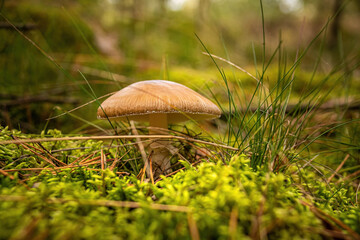 mushroom in the forest