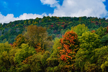 autumn forest in the mountains