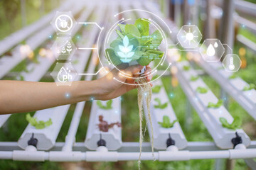 Innovation technology, Agriculture management, Technology concept in coriander greenhouse, Internet of things, Smart farm technology for detection and control system, Growth rate of plant