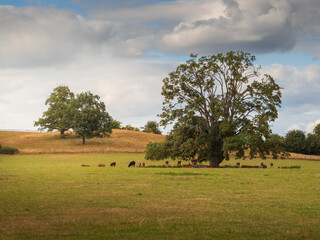 Fototapeta premium Hereford landscape with cows
