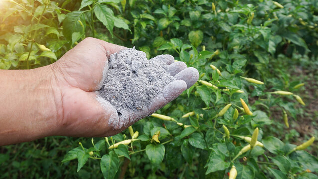 Gardeners catch ashes that are used as fertilizer to nourish plants in the garden.