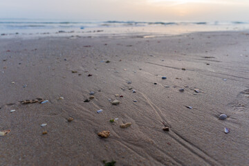 seashell on the beach 