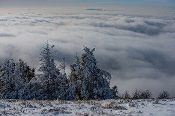 Winter background of snow and frost with free space for your decoration. Winter scene with snowy forest.