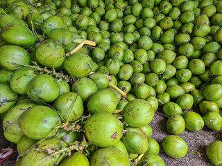 Green coconut harvested and stacked