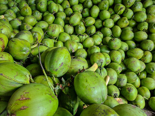 Green coconut harvested and stacked