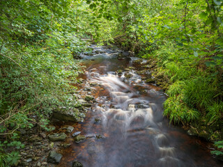 stream in the forest