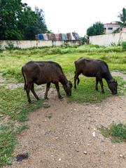 Two buffalo eating green grass