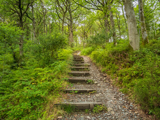 Obraz premium stairs in the forest on the West Highland Way