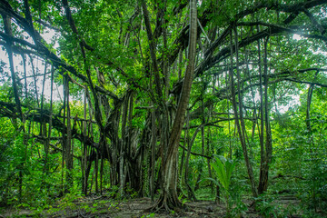 Green tropical, huge Fig Tree (Ficus sp. ) with aerial roots in Peleliu island, Palau, Pacific
