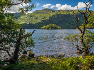 Loch Lomond View Through Trees