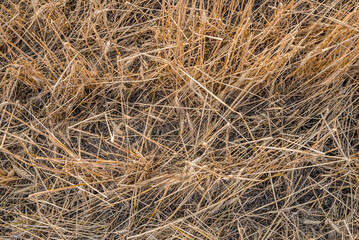 Hail devastation to a prairie wheat field near Stewart Valley, SK