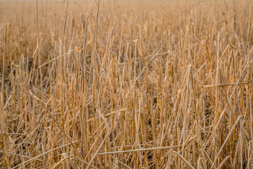 Hail devastation to a prairie wheat field near Stewart Valley, SK