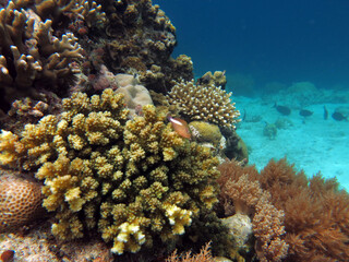 Fototapeta na wymiar Underwater photo, Tiny Colorful Arc-eye hawkfish (Paracirrhites arcatus) is sitting on the stony coral in Rock Island Southern Lagoon, Koror state, Palau, Pacific
