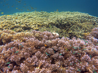 Underwater photo, tropical ocean, Coral reefs in Rock island southern lagoon, Koror state, Palau, Pacific