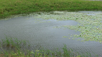 Beautiful white lotus flowers blooming in natural pond