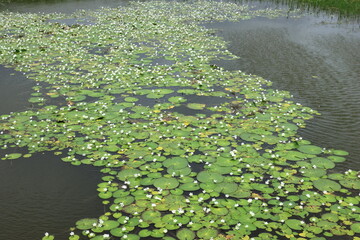 Magical nature pond with blooming white lotuses.