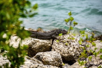 Green iguana, also known as the American iguana, lizard of the genus Iguana. It is native to...