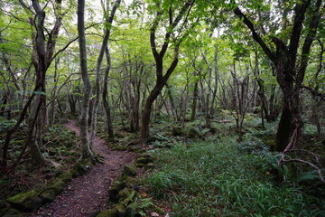Fototapeta na wymiar fine path through wild forest