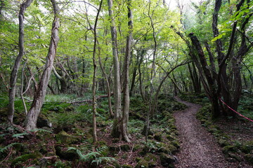 fine path through wild forest