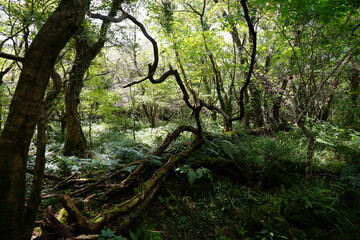 primeval forest with mossy rocks and old trees
