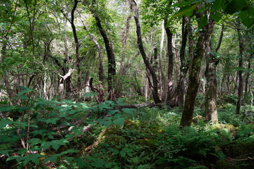 old trees and fern in wild forest