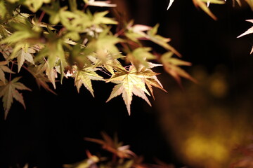 autumn leaves on a tree