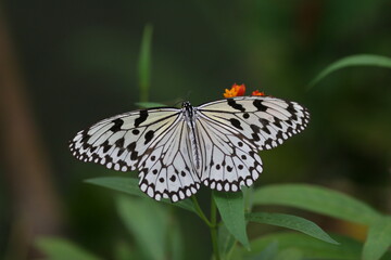 butterfly on a flower