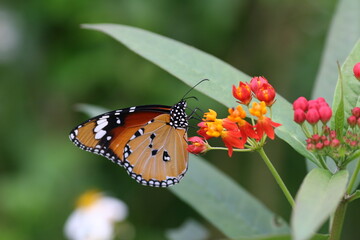 beautiful butterfly
