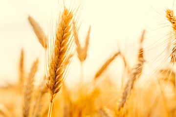 Wheat field sunset golden background. Agriculture farm cereal crop in sun day. Rye grain landscape harvest. Bread plant.