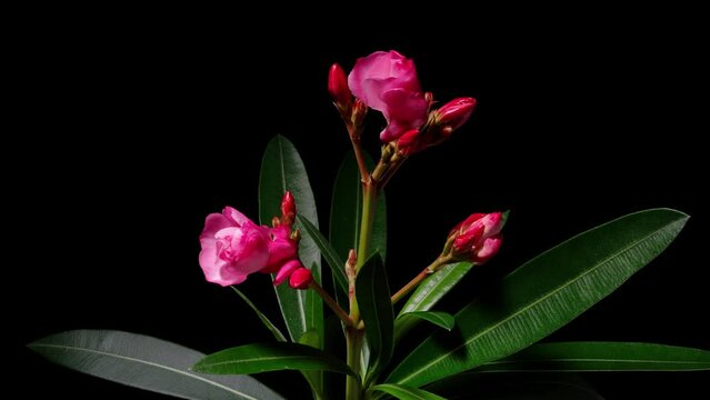 Time lapse footage of group of Nerium Oleander flower (Also called bunga jepun) flowers growing blossom from buds to full blossom isolated on black background, 4k video, close up zoom in b roll shot.
