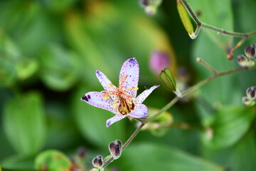 タイワンホトトギス
