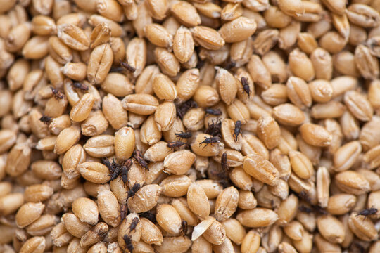 wheat weevil insect damaged wheat grain.