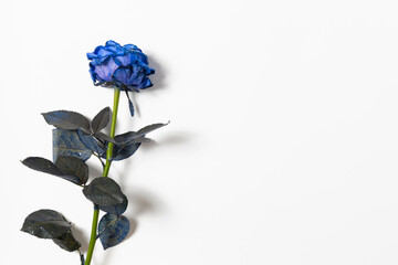 花のフレーム　frame with typical beautiful flowers