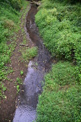 stream in rain forest