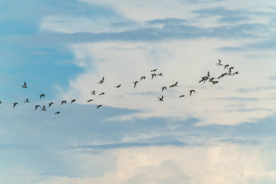 birds flying in blue sky