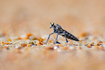 A small robberfly asilidae on the beach sand of lalos beach tolitoli, central sulawesi, indonesia with bokeh background 