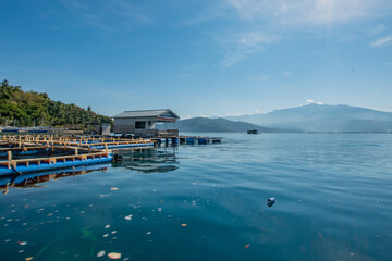 Napoleon fish conservation near lutungan island, tolitoli, central sulawesi with clear blue sky