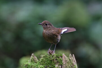 white-tailed robin on a branch
