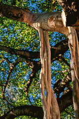 Tan and Brown Twisted Tree Trunk with a Green Leaf Canopy Above.