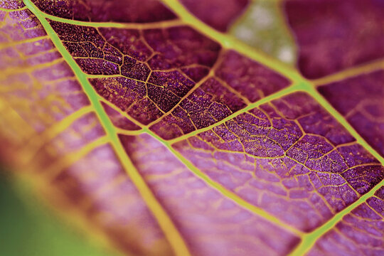 

Autumn texture closeup of leaf & leaves, beautiful abtract organic natural photos lo fi and soft focus , short depth of field