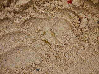 Coins hidden in sand 