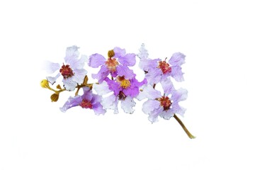 white, purple, pink flowers placed on a white background