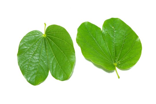 two green leaves on a white background
