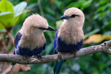 Curious blue-bellied rollers (Coracias cyanogaster) close up