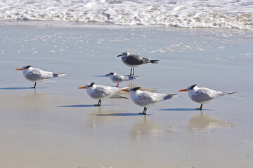 Amelia Island, Florida, USA: Laughing gulls (Leucophaeus atricilla) and royal terns (Thalasseus maximus) face into the wind at a beach on the Atlantic Ocean.
