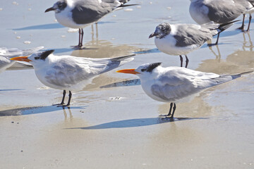 Amelia Island, Florida, USA: Laughing gulls (Leucophaeus atricilla) and royal terns (Thalasseus maximus) face into the wind at a beach on the Atlantic Ocean.