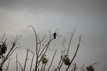 cima de árbol cuando anochece