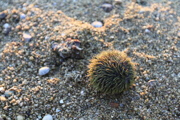 a Sea urchin at sand background, nature concept