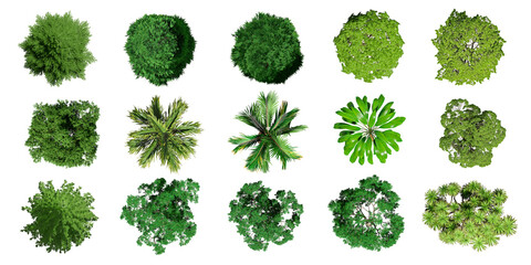 Collection of Beautiful 3D Top view Green Trees Isolated on PNGs transparent background , Use for visualization in architectural design or garden decorate	


